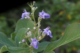 Image result for Vitex trifolia