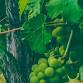 2025 Stevenson University First Fruits Farm event image