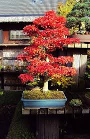Acer Palmatum Shishigashira Bonsai Pflanzen Bonsai Pflanzen