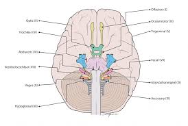 Cram.com makes it easy to get the grade you want! Clinical Techniques The Neurological Assessment A Mixed Course Based Research Approach To Human Physiology
