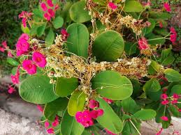 Image result for Cuscuta australis