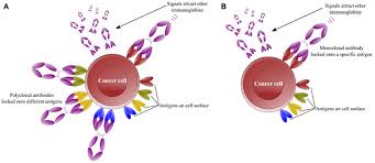 Monoclonal antibodies can have monovalent affinity, binding only to the same epitope (the part of an antigen that is recognized by the antibody). Frontiers Antibody Engineering For Pursuing A Healthier Future Microbiology