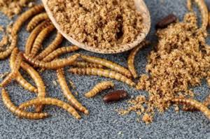 From Whole Insects to Mealworm Protein Powder: A Supplier-Audit Guide for Feed Brands