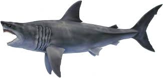 Also technically, the modern great white shark is known as carcharodon carcharias, meaning it belongs to the same genus as megalodon. Extinct Megalodon Shark May Have Been Up To 65 Feet Long New Estimates Find