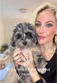 Lashanda Green Paw Prints of Poodles