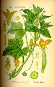 Image result for Cucumis sativus