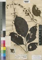 Image result for Lannea welwitschii