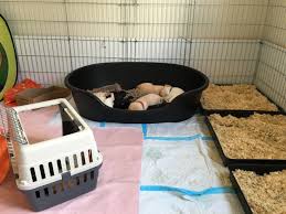 Maybe you would like to learn more about one of these? Puppy Culture Avidog Galody Gundogs