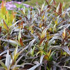 Image result for Strobilanthes anisophylla
