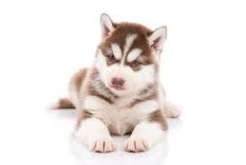 Best Quality Siberian Husky Puppies For Sale Singapore February 2022