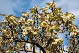 Image result for Pyrus pyrifolia
