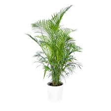 Image result for Dypsis