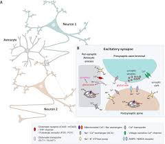 In the nervous system, a synapse is a structure that permits a neuron (or nerve cell) to pass an electrical or chemical signal to another neuron or to the target effector cell. 3 Structure Of The Excitatory Synapse A Synapses Are Typically The Download Scientific Diagram