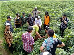 Ia membuktikan bahwa budidaya tanaman durian dengan menggunakan pupuk organik cair gdm spesialis buah mampu meningkatkan keuntungan hingga lebih dari rp. Bupati Menginginkan Kuningan Menjadi Lumbung Durian Selain Sebagai Lumbung Padi Pemerintah Kabupaten Kuningan