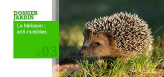 Accueillir Un Herisson Dans Son Jardin