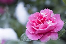 Check spelling or type a new query. How To Grow Camellias