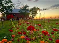 Wildflower Farm U-Pick Season