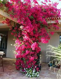 Image result for Bougainvillea sp. cultivar