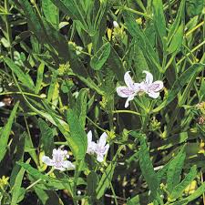 Image result for Justicia salvioides