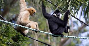 The zoo first opened in 1898 and by 2011 housed 1258 animals of 164 species and an extensive botanical collection. Perth Zoo Travel Top 6