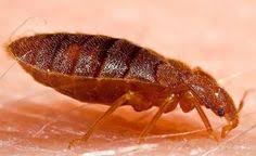 With canady's, you're not simply hiring an exterminator, you're investing in a partnership. Canady S Termite Pest Control Canadyspest Profile Pinterest