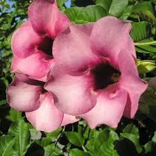 Image result for Allamanda
