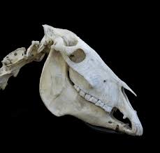Donkey Skull Animal Bones Skull Animal Skulls