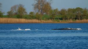 tierarztpraxis janine bahr- van gemmert