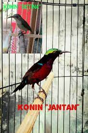 We have almost everything on ebay. Komunitas Konin Depok Perbedaan Jantan Betina Kolibri Ninja Atau Konin Untuk Orang Yang Baru Mengenal Kolibri Ninja Raja Mungkin Bingung Membedakan Antara Jantan Dan Betina Tapi Bagi Yang Sudah Memelihara Pasti Sudah