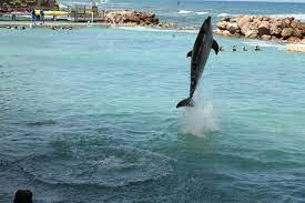 Jamaica Dolphin Cove Dolphins Cove Jamaica