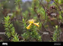 Image result for Hypericum revolutum