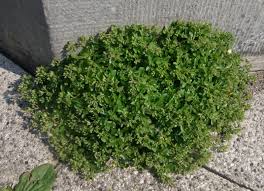 Image result for Polycarpon tetraphyllum