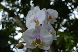 Orchidee Au Jardin De Coluche A Deshaies My Island Island Guadeloupe