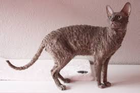 Ch Rex Flower S Cupido Lilac Cornish Rex Cat Colors Cornish Rex Cats And Kittens