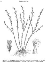 Image result for Striga asiatica