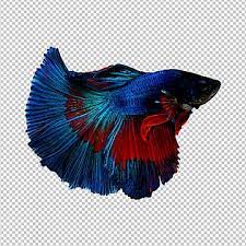 Betta Fish Fish Thailand Png Transparent Clipart Image And Psd File For Free Download Betta Ikan Cupang Ilustrasi Vektor