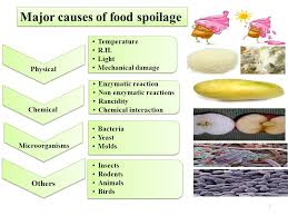 biochemistry of food spoilage ppt video online download