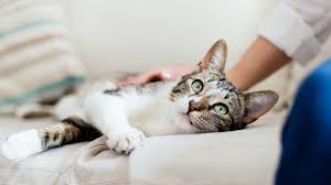 A cat with an expected lifespan of 15 years would be mature (sexually and physically) within 1 year. A Cat Appears To Have Caught The Coronavirus But It S Complicated Science News