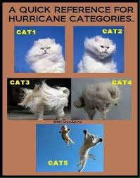 Mobile Uploads Gone Native Space Coast Fl Hurricane Memes Funny Animal Pictures Funny Cats