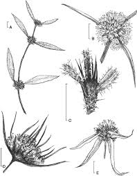 Image result for Spermacoce princeae