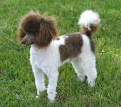 Black And White Parti Aussiedoodle Mini Parti Poodle About The Poodle Aussiedoodle And Labradoodle Puppies Best Poodle Puppy Parti Poodle Most Popular Dog Breeds