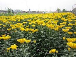 Pin By Flowers In Heart On Chrysanthemums Chrysanthemum Flower Farm Plants