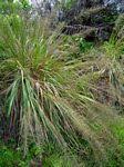Image result for Eragrostis sclerantha