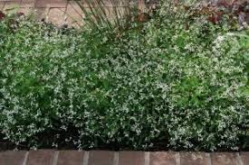 Check spelling or type a new query. Euphorbia Diamond Frost Wisconsin Horticulture