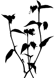 Image result for Polyspatha