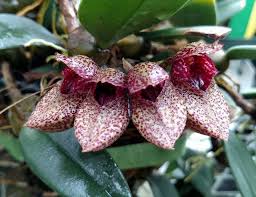 Image result for Bulbophyllum stolzii