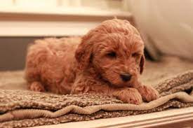 Red Goldendoodle Puppy At 7 Weeks Old Just A Little Peanut From River Valley Doodles 2013 Rivervalleydo Goldendoodle Puppy Red Goldendoodle Goldendoodle