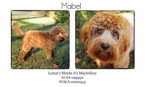 We did not find results for: Our Dogs Lumar Labradoodles