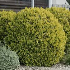 Aug 18, 2015 · this is the quintessential tree for an eastern garden and a wide range is available. Golden Globe Arborvitae Hedge Spring Hill Nurseries