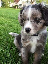 Blue Merle Aussiedoodle Puppy Cute Dogs Animals Super Cute Animals